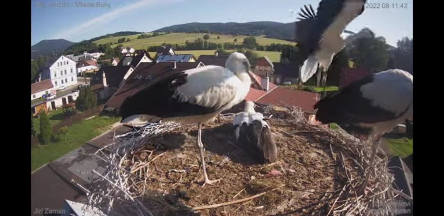 livebirdspoland_99fe7d1f97bb1dd0f5e9a04ca7fe81fa.jpg