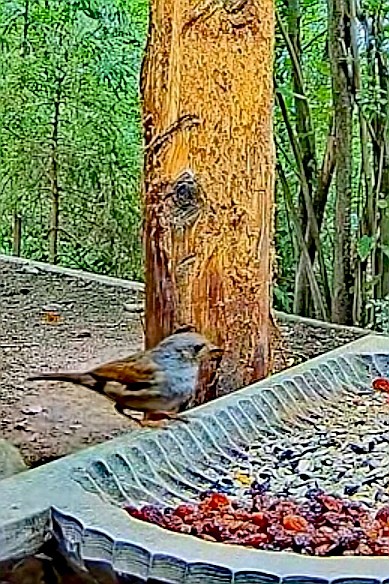 livebirdspoland_d86d0b870de57d4175837cdbc3e9adad.jpg