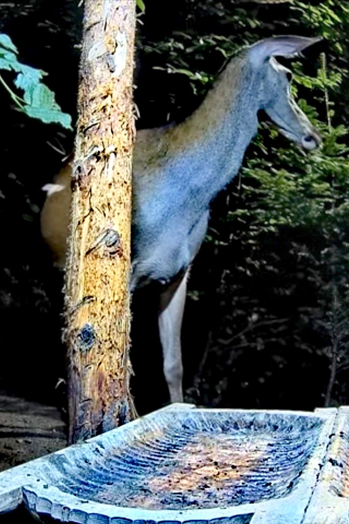 livebirdspoland_7cf04f2f3051038c413a5384e79710c7.jpg