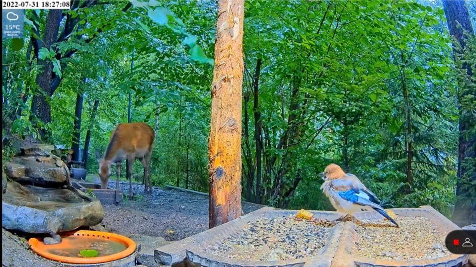 livebirdspoland_4088b019fc9524b0fdc4ab842ce79ec1.jpg