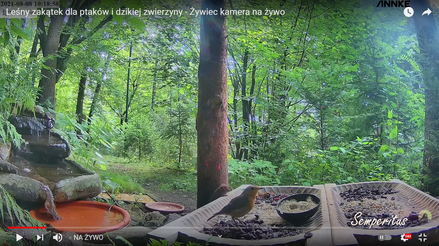 livebirdspoland_375a9df6efe389c17ef11b9c8d639725.png