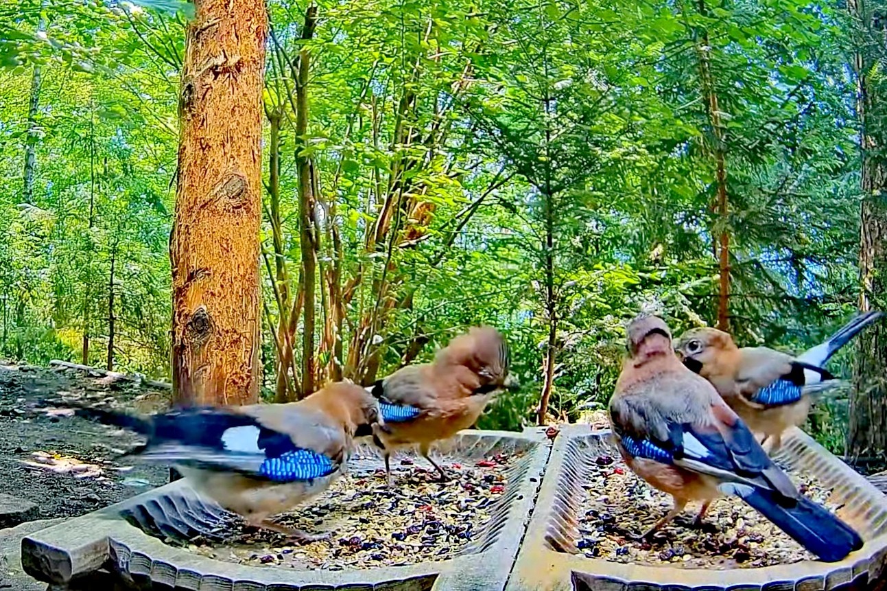 livebirdspoland_9397222ff9110f3260ef31fdfc672e12.jpg