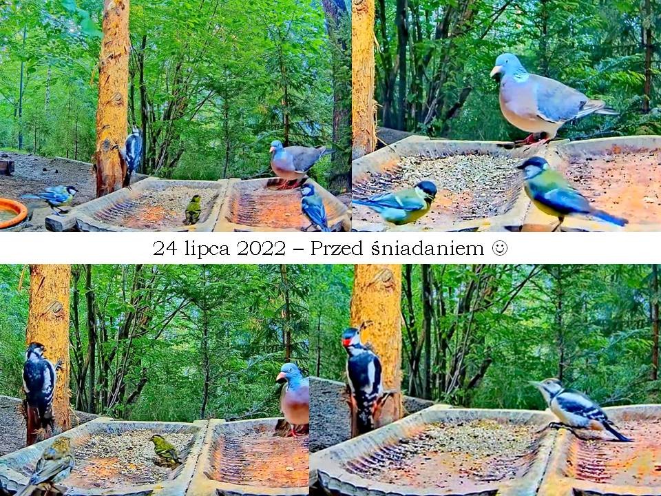 livebirdspoland_280c34a15f9138fa89bbc0807297e2db.jpg