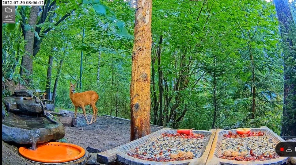 livebirdspoland_23d3b9579f886a10d38a22cc67585b86.jpg