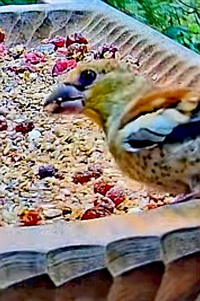livebirdspoland_69b8034f854fc8e945d6cb4fff782207.jpg
