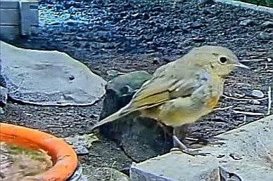livebirdspoland_342dce592e839b74952246aa10e77549.jpg