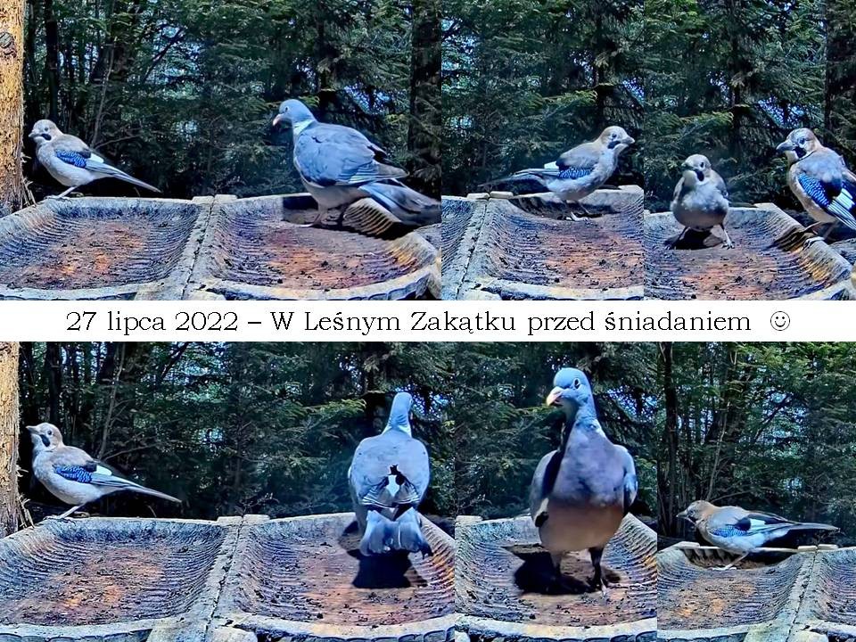 livebirdspoland_d6cd85cfe6d09bafc18bf78b9a538783.jpg