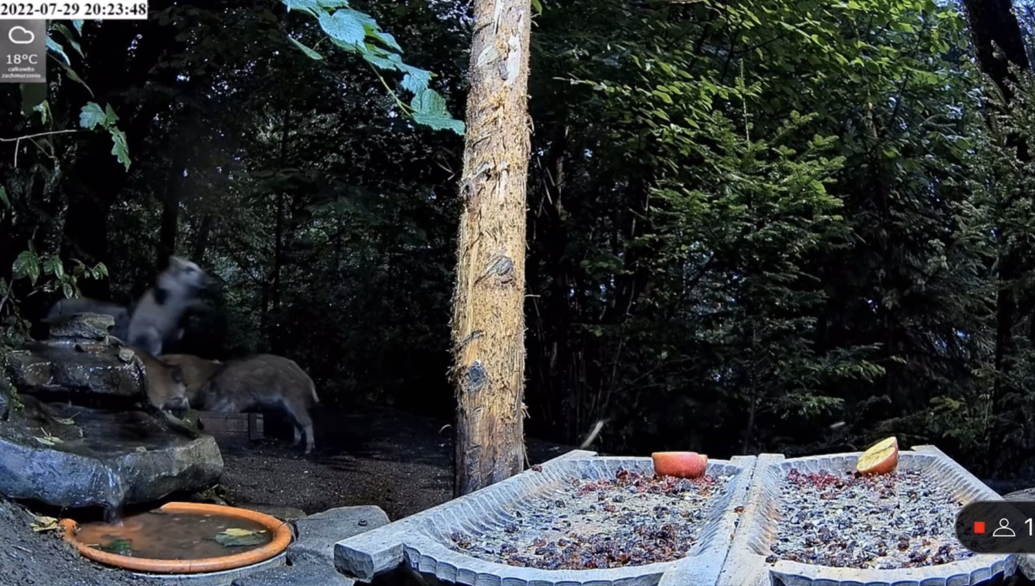 livebirdspoland_3f13dfd4877e6bd17fd3b9fde2cb587f.jpg