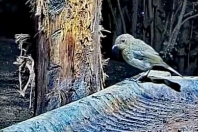 livebirdspoland_6e71af25775c777b6ce1b6d0ca7c4806.jpg