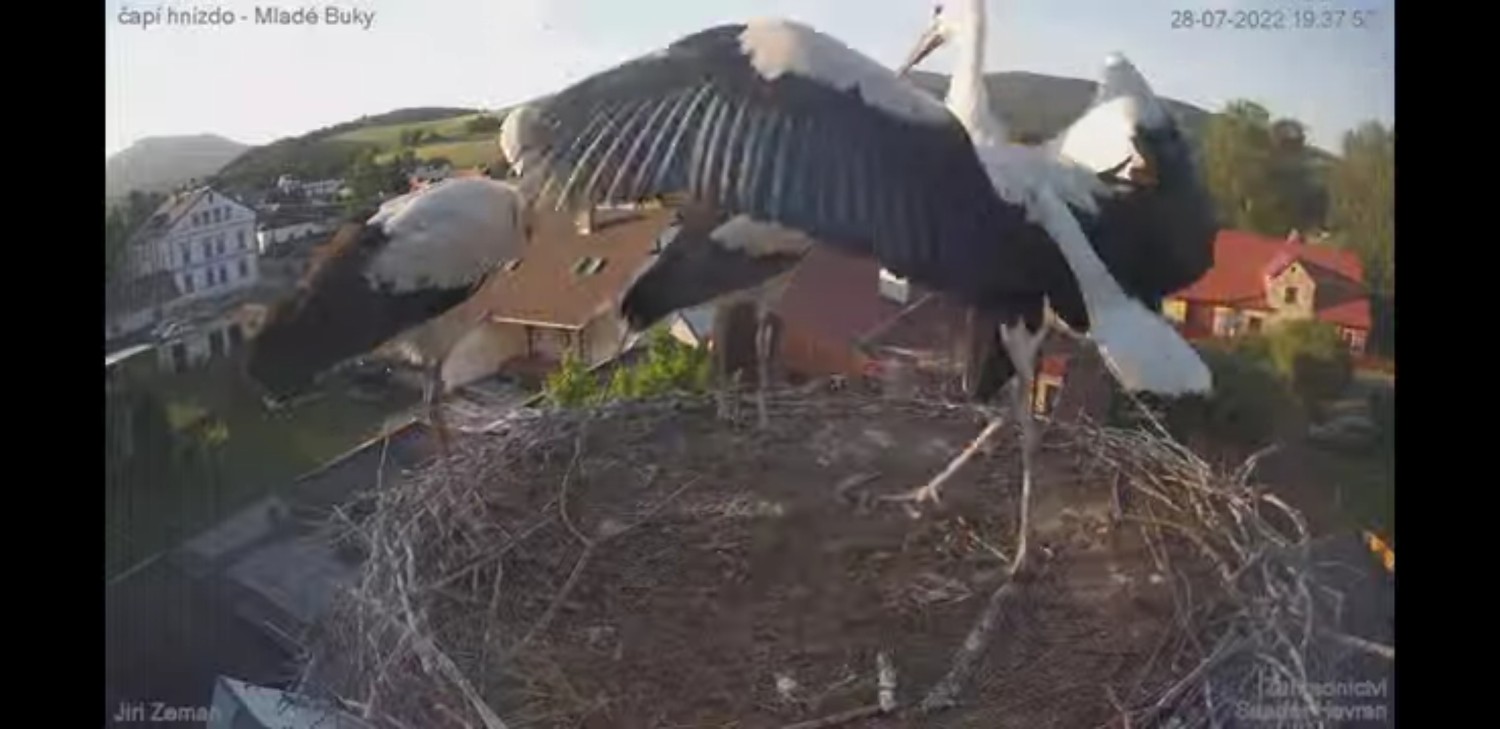 livebirdspoland_efb84048aee3a4f5644eff6d7fb5be6b.jpg
