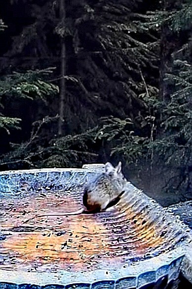 livebirdspoland_e8df6243071eebd2725691897eedb6aa.jpg