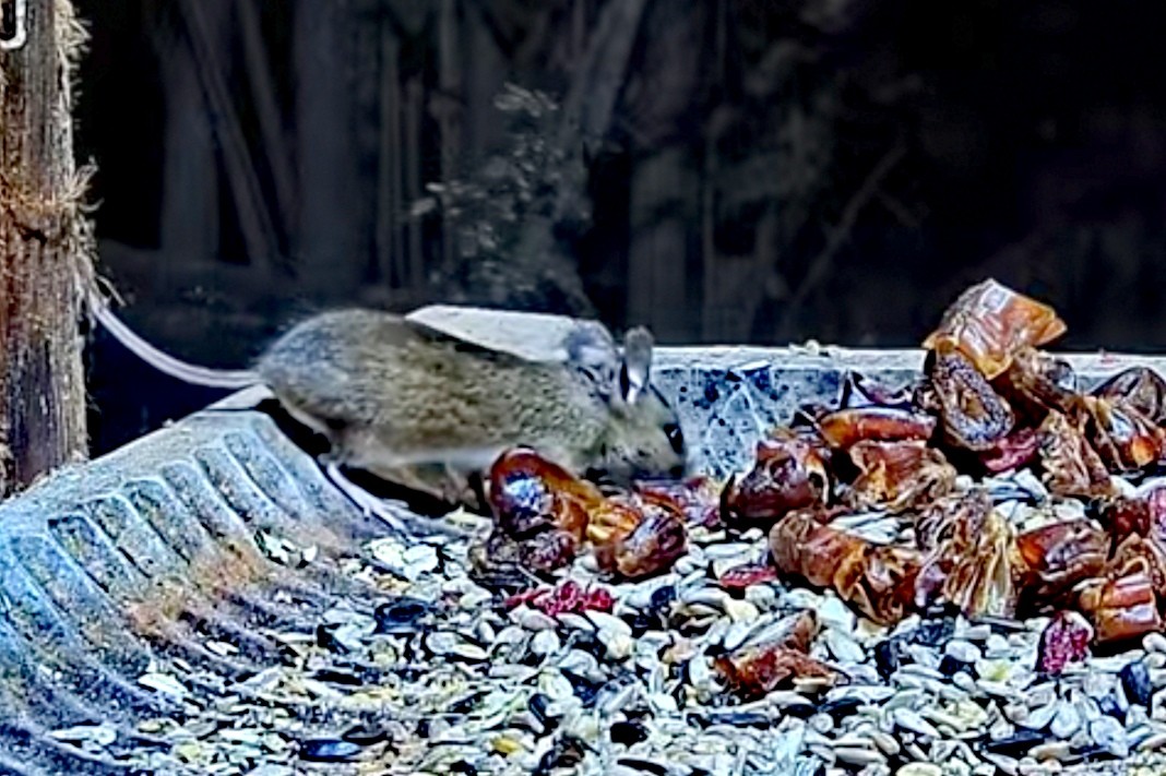 livebirdspoland_6a1941e1e1b610bc50f89378985e8544.jpg