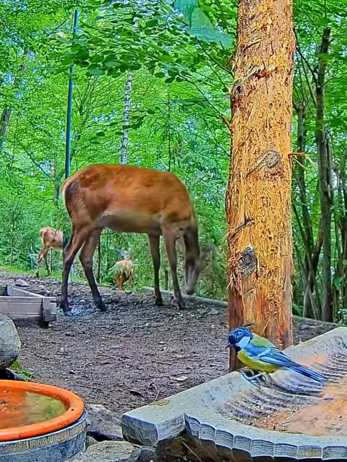 livebirdspoland_ff12a4487f167c53f929bc28221a3b4b.jpg