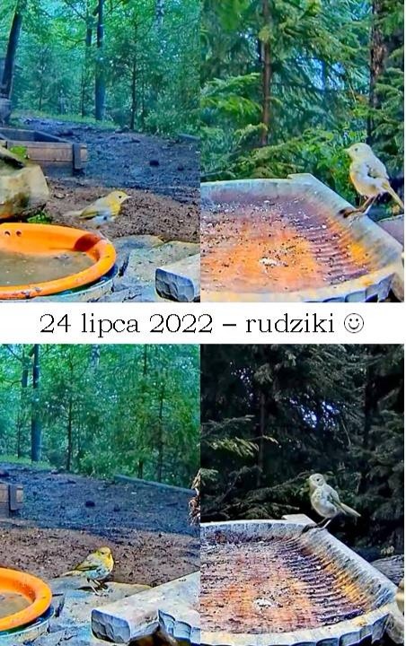 livebirdspoland_8f3d139696f18b13c521f9ccbd4ab7bd.jpg