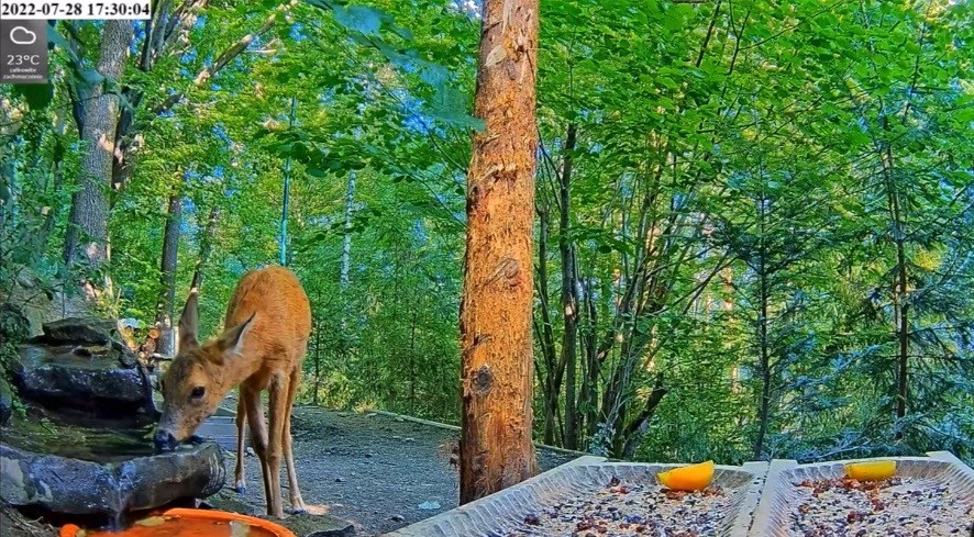 livebirdspoland_8a578c95e5c2901d730bc5063f0300b9.jpg