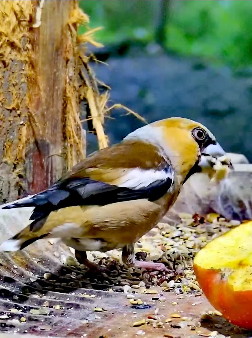 livebirdspoland_0ece3d740fe5b75dd19b484f5ad43494.jpg