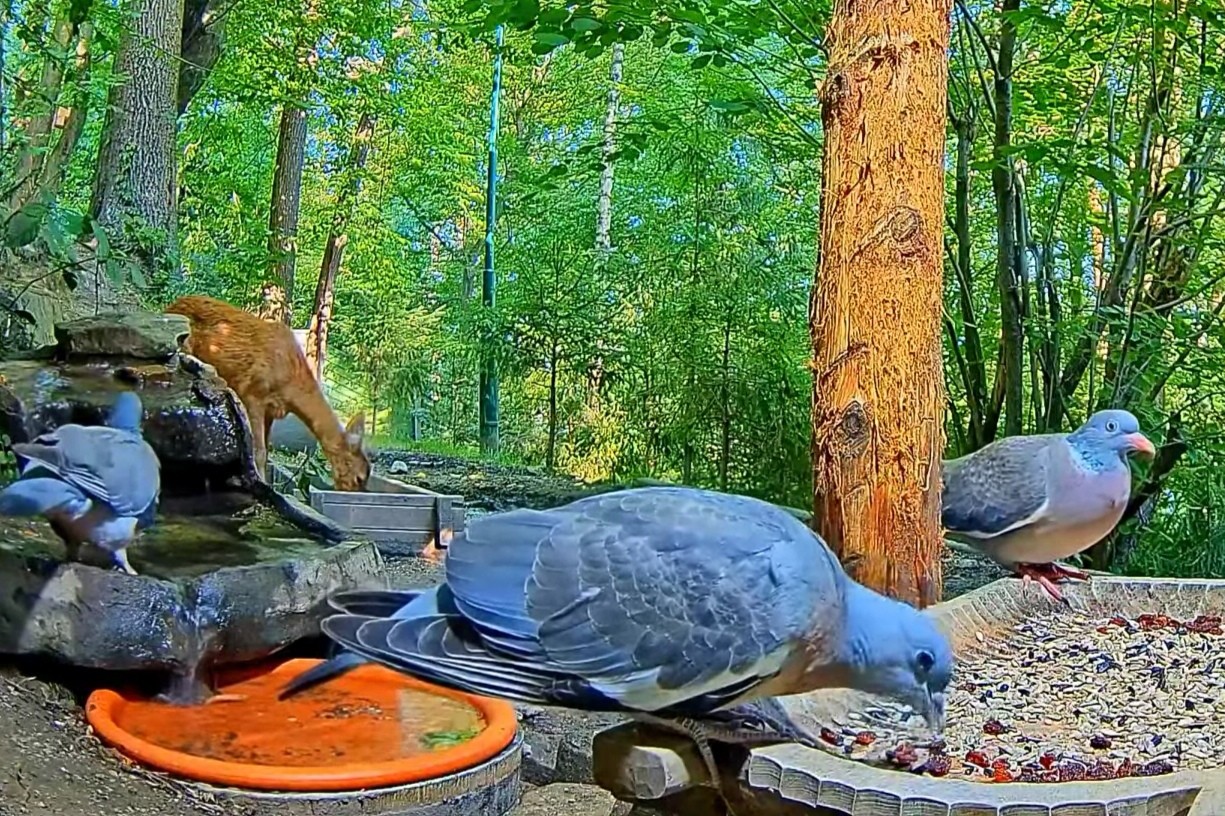 livebirdspoland_728f03b6fbb523f5fba1c529461097e0.jpg