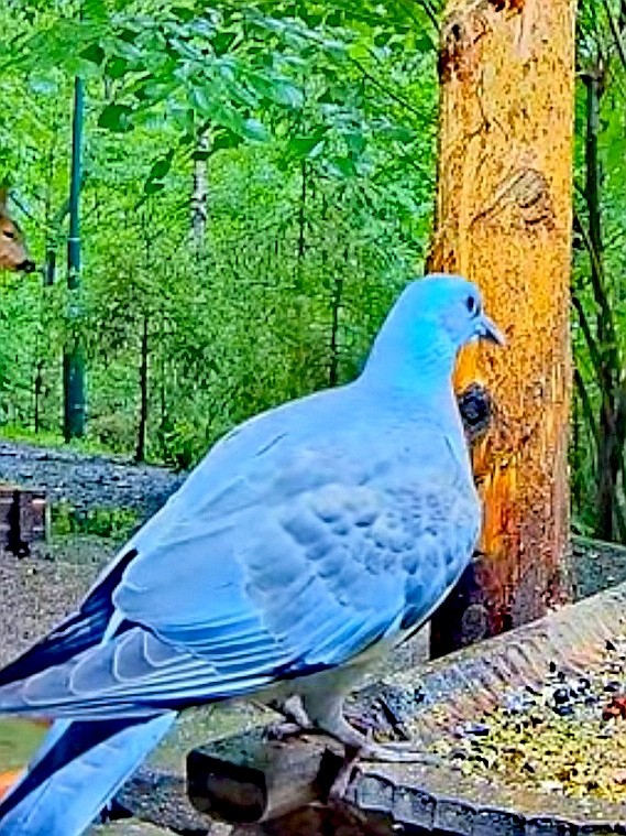 livebirdspoland_13ab78b330c315659b67396425d60813.jpg
