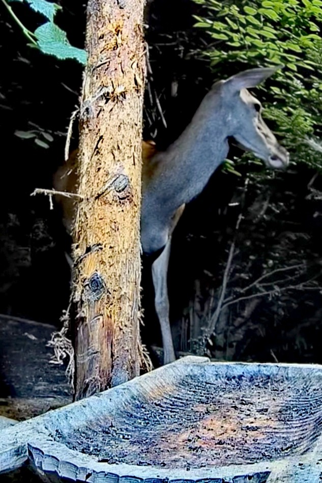 livebirdspoland_af8f0cdaddfca14de2534e084a4fc847.jpg