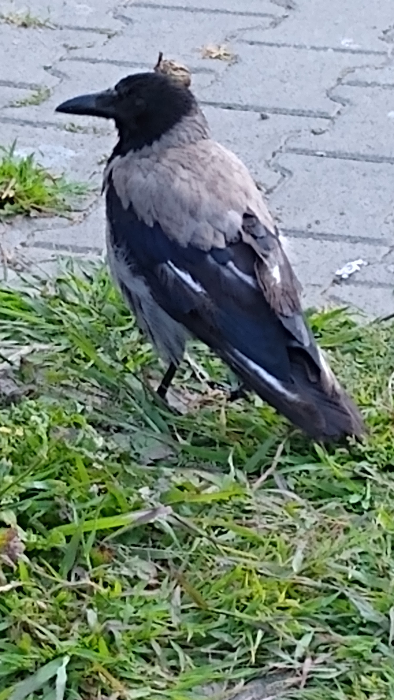 livebirdspoland_075fd3284b7475295a7850abe31f0fd7.jpg