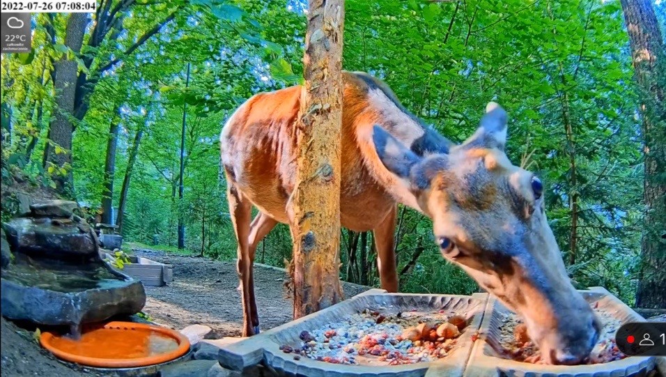 livebirdspoland_8517e88c1820365cc2e2b1e659273041.jpg