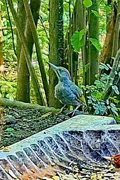 livebirdspoland_c5ca6dcac73f03c0b9e348fbb1c15468.jpg