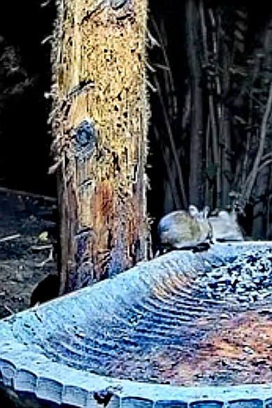 livebirdspoland_73e1ce393a5c84f00734a498d94b3527.jpg