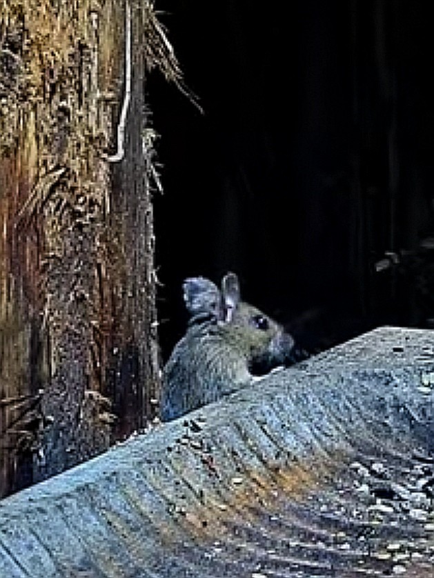 livebirdspoland_496635474b3bab8516e9b12e859db40a.jpg