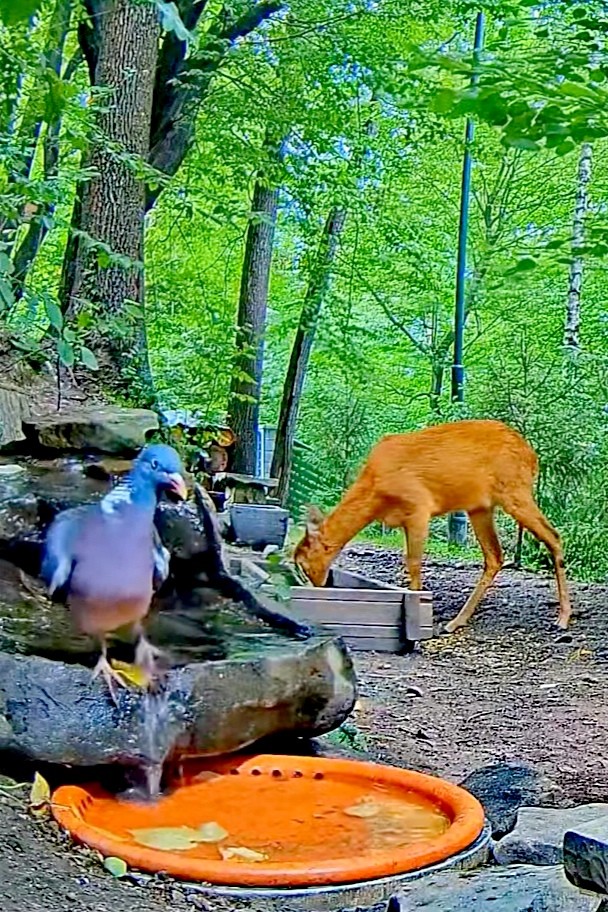 livebirdspoland_630b76c210cc7248d1c26befd18912d9.jpg