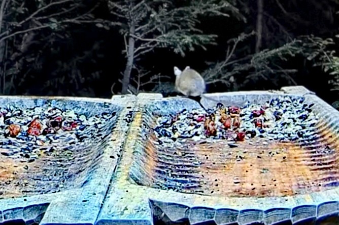 livebirdspoland_ce4a519e3dd0eef51e7a039286c3c1c2.jpg