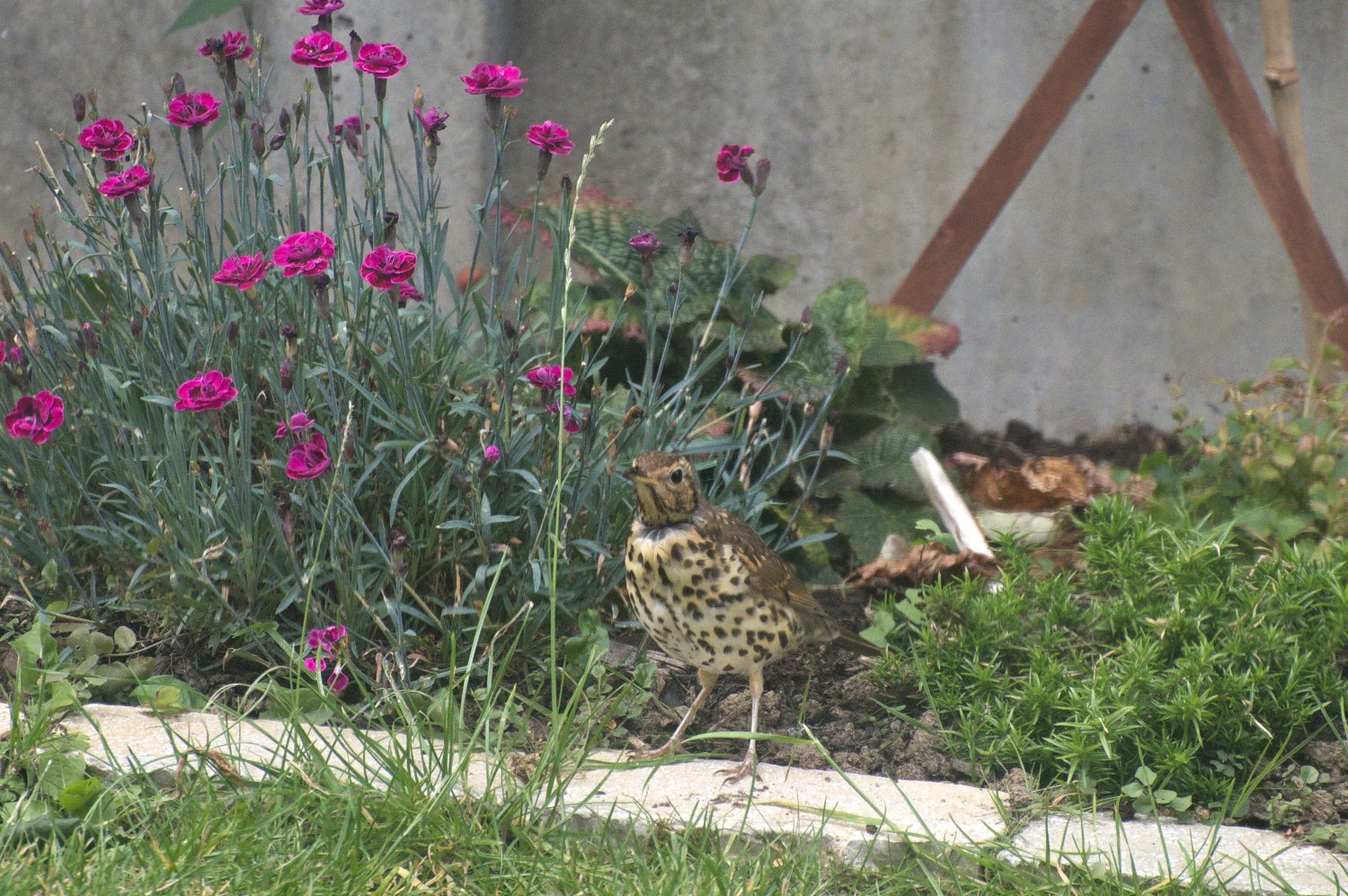 livebirdspoland_99c4641c24fe07a27a387335b5ef4eac.jpg
