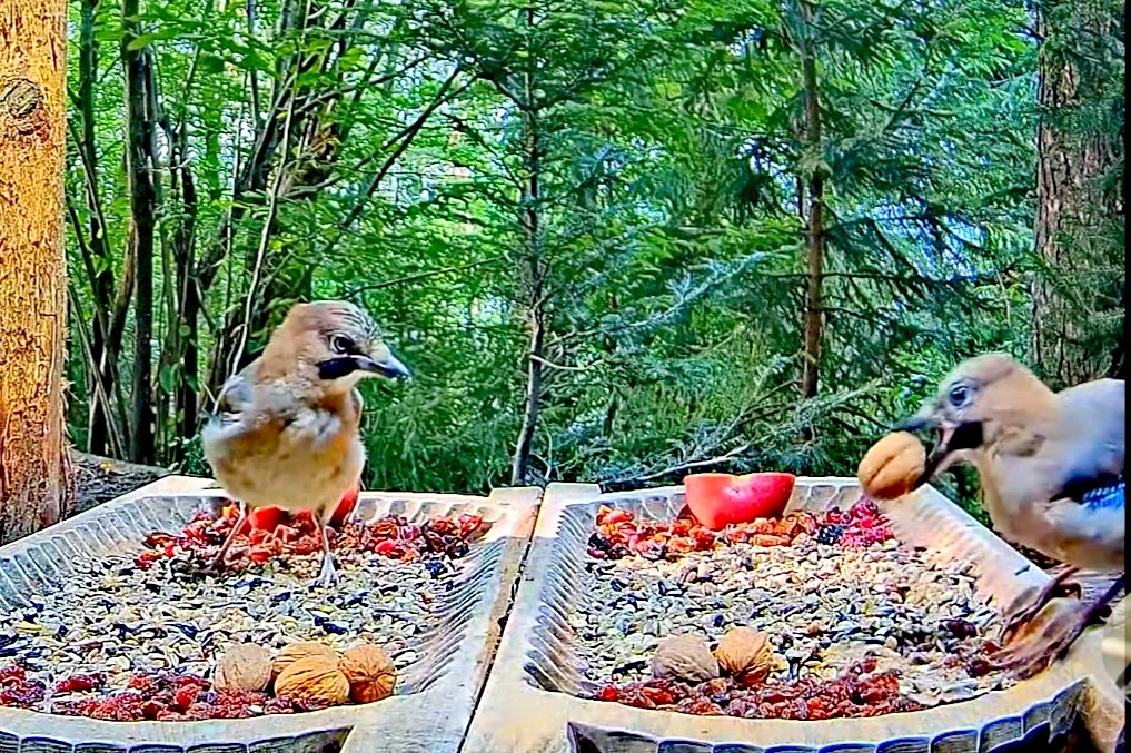 livebirdspoland_710bf572f3f82b50acac9883ef7889db.jpg