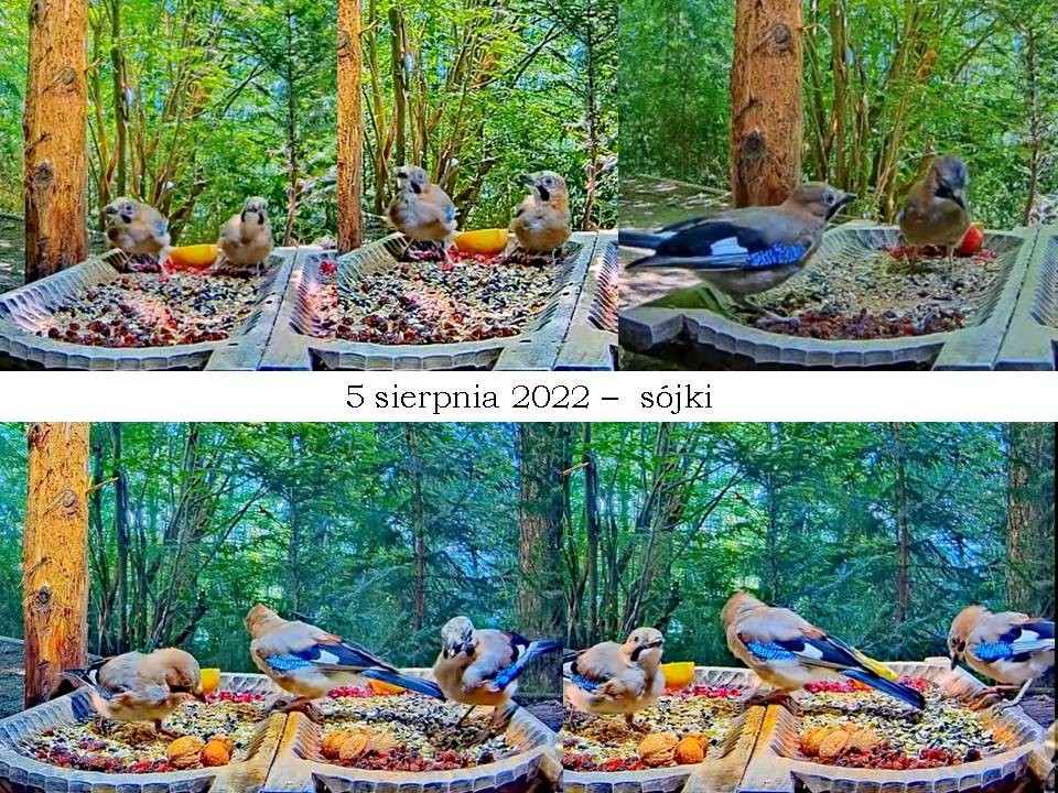 livebirdspoland_61189de36bfce2a3607fb6ac92b04789.jpg