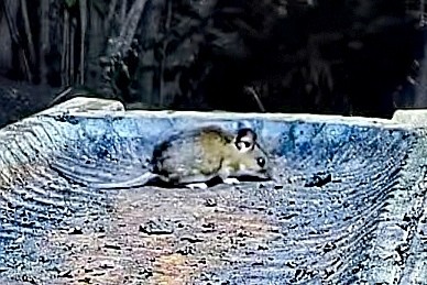 livebirdspoland_543dc917ab2990b09490974d4a31ceb7.jpg