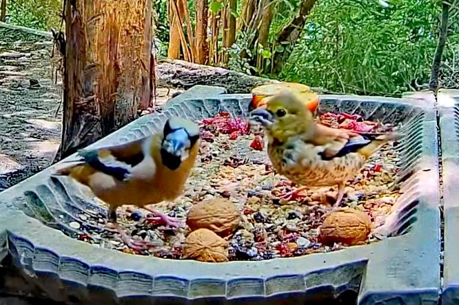 livebirdspoland_bd2a5e733dfec14f5cff9253b2c70579.jpg