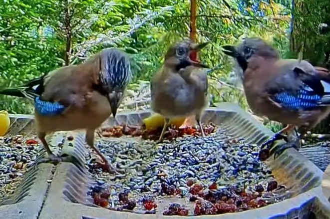 livebirdspoland_7e447d75b466122035060f9e05fd6a15.jpg