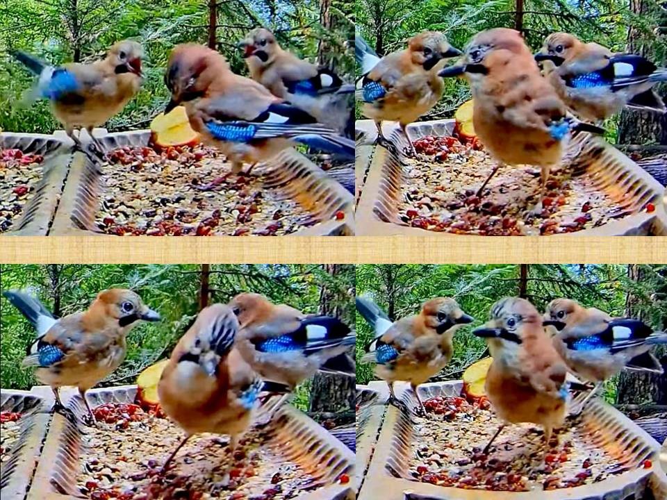 livebirdspoland_9ee34965b3e7984d6b94e38a814f76a4.jpg
