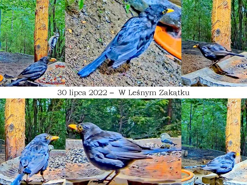 livebirdspoland_7d2fa2c021ab4afce4496970d1fd75ed.jpg