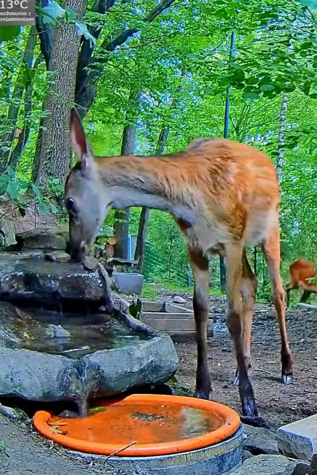 livebirdspoland_4c9e484576b30e9255b937e3f103b53b.jpg