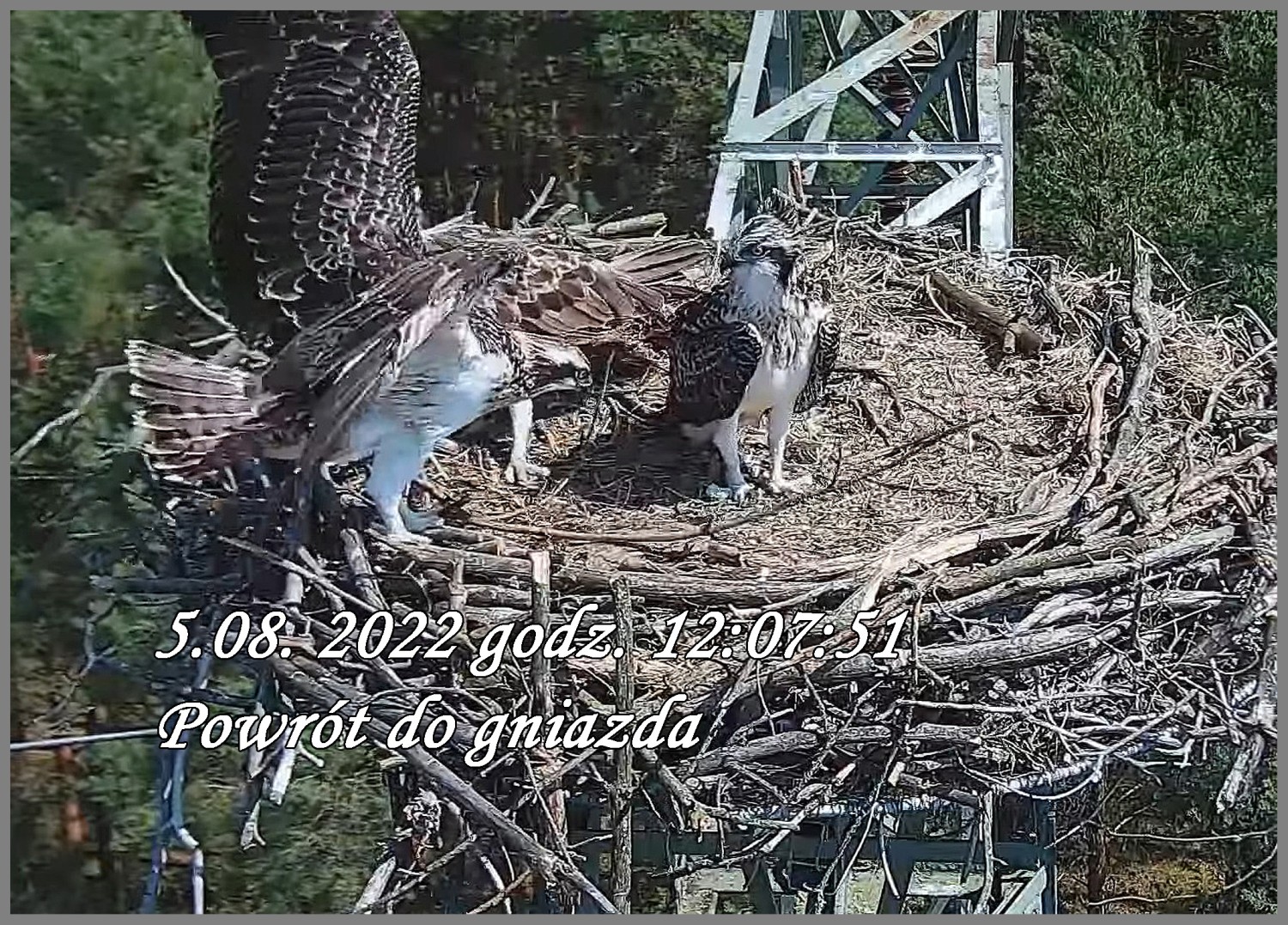 livebirdspoland_2fd58311c449103d6491da05ca689b86.jpg