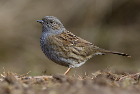 livebirdspoland_0da2144644ac2512f880d9131d2096f1.png