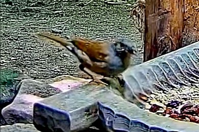 livebirdspoland_12f7b4a544863790d91e459bead9c870.jpg
