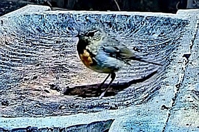 livebirdspoland_8433881b1c802e8a7650eb6d6a01b1f8.jpg