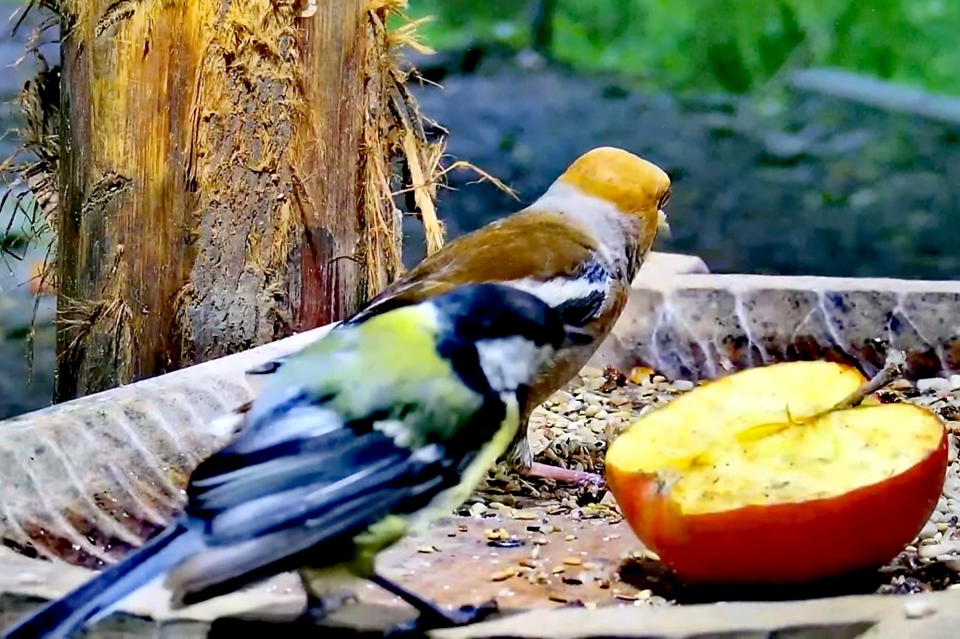livebirdspoland_4e8ce392bea71aea6a1adb49b32778d7.jpg