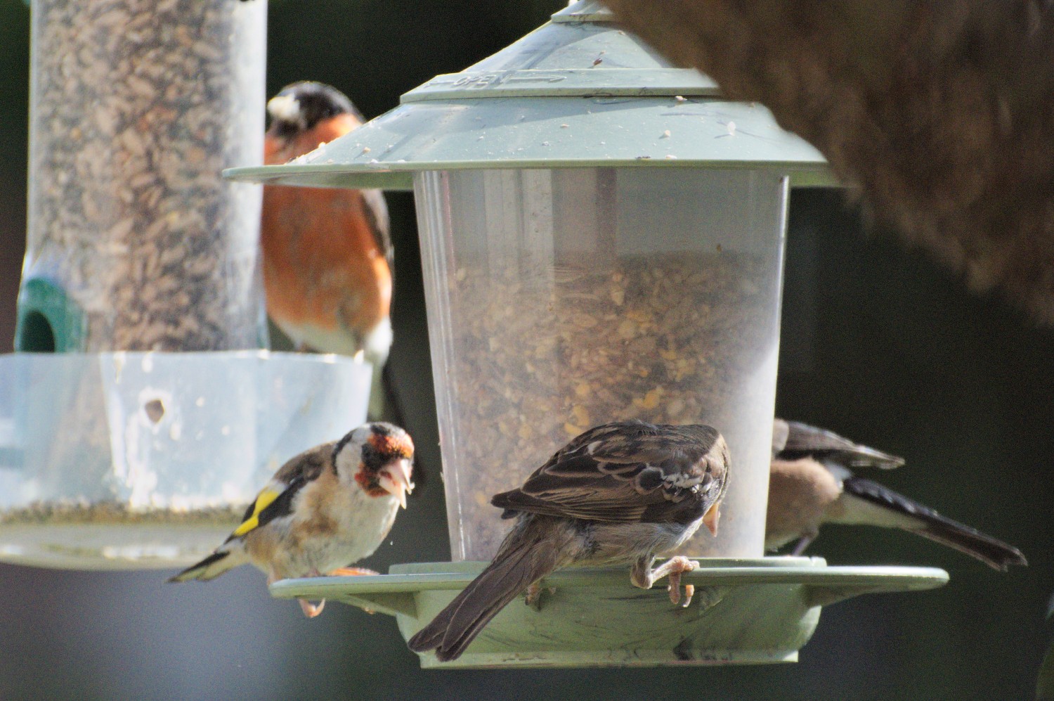 livebirdspoland_f516add564df8452487fe91104cc5dd1.jpg