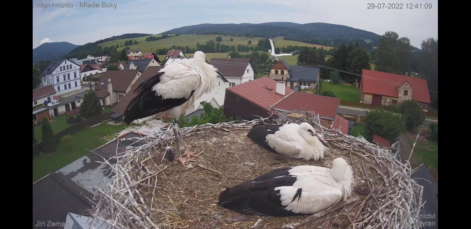 livebirdspoland_c30c1815a9334554b6ca45dd3251f16d.jpg