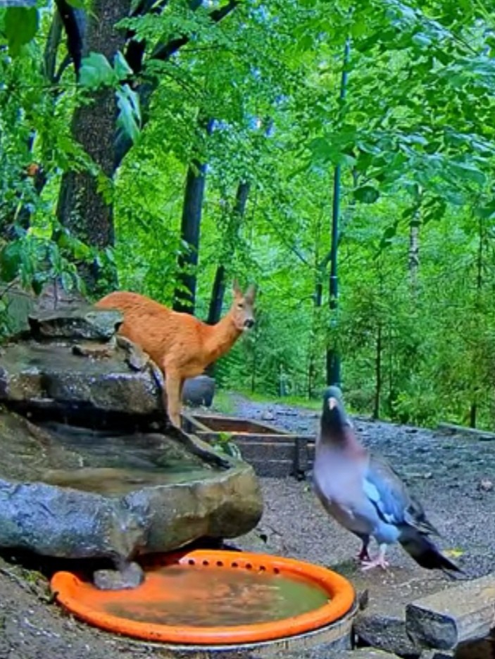 livebirdspoland_b3ae7a56033471a16ade117bf2b111ce.jpg