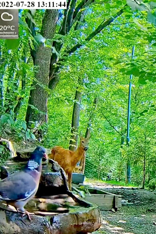 livebirdspoland_5541fe5a459704ac1631cd42bc85f963.jpg