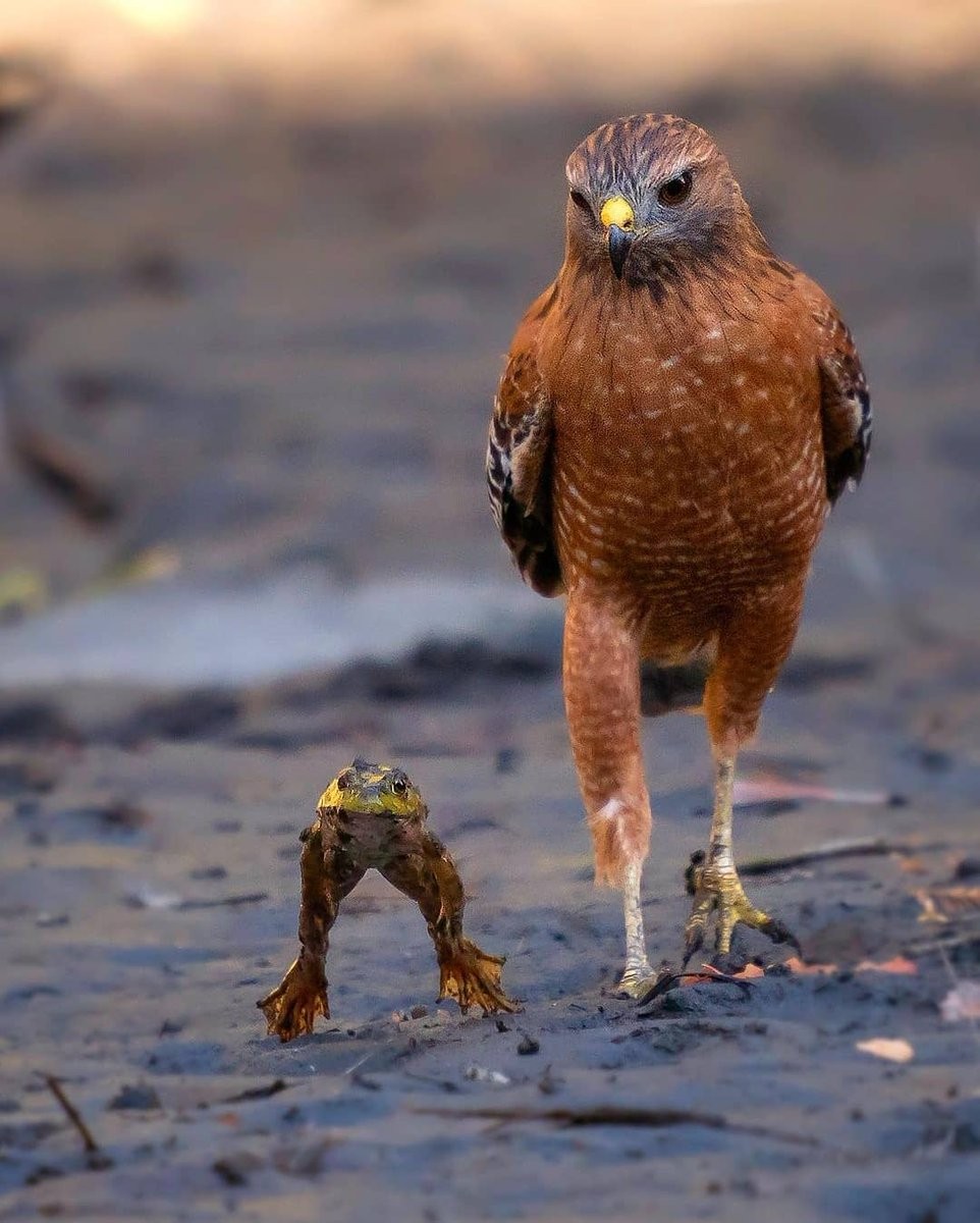 livebirdspoland_fea91d062cb03deebaf07e6063e54178.jpg