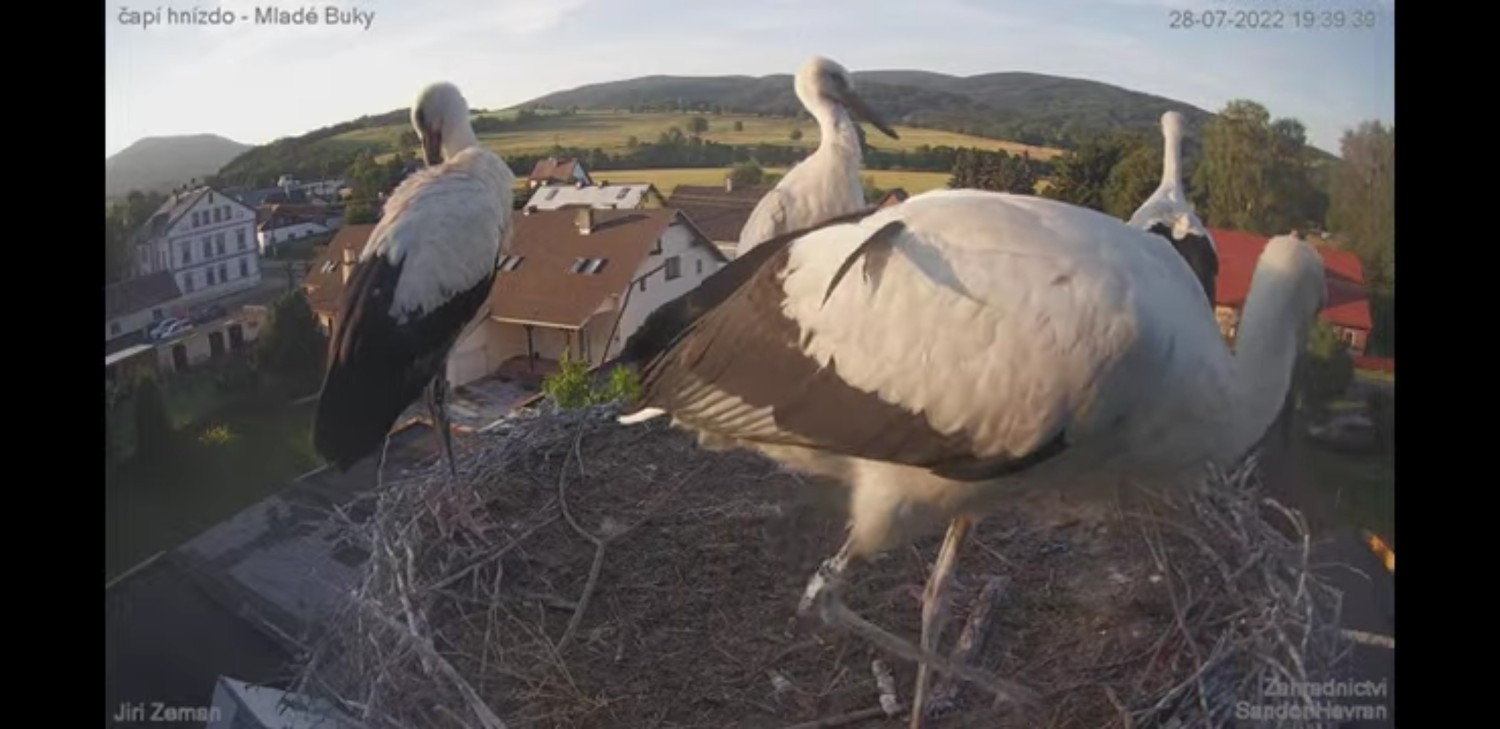 livebirdspoland_cfa9ddb867b8ce595db895b114a1ac7a.jpg